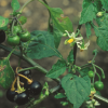 black-nightshade-3.png