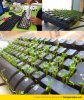 office-desk-plant-funny.jpg