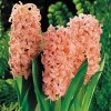 Gypsy_Queen_Hyacinth_Bulbs.jpg