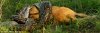 python eats whole wildebeest.jpg