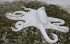 snow octopus.jpg