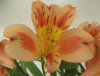 ALSTROEMERIA 02-08-2020 14-21-40.JPG