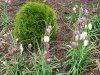 FRITILLARIA  MELEAGRIS 09-04-2007 15-21-35.JPG