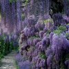 wisteria.jpg