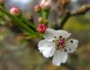 PYRUS  CALLERYANA  CHANTICLEER 14-03-2009 11-50-31.jpg