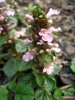 AJUGA  PINK  ELF 15-04-2007 14-54-25.JPG