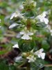 AJUGA  REPTANS  ALBA 23-04-2007 15-54-29.JPG