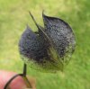 NICANDRA   PHYSALODES 27-Aug-17 3-24-41 PM.JPG