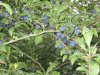 Sloe1.JPG