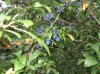 Sloe3.JPG