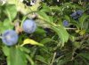 Sloe5.JPG