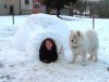 igloo seb & sammy.jpg