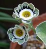 Primula auricula.jpg