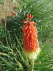 IMG_6904_Kniphofia.jpg