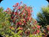 Callistemon2 22 Apr 24.jpg