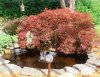 Japanese maple by pond.jpg