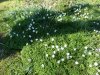 Anemone nemorosa.JPG