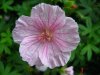 GERANIUM  SANGUINEUM  STRIATUM 01-09-2007 11-35-33.JPG