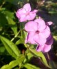 phlox.jpg
