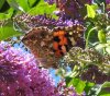 Painted Lady 2.JPG