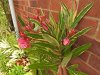 Oleander 1.JPG