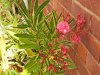 Oleander 4.jpg