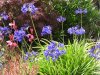 agapanthus decid.JPG