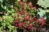 Salvia greggii 'Mirage Cherry Red' (03-08-2025).jpg