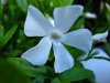 VINCA  MINOR  ALBA  GERTRUDE  JEKYLL 25-04-2009 17-02-07.JPG