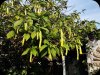 Brugmansia 1 Dec 25.jpg