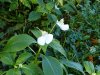 Impatiens tinctoria 4.JPG