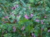 Fuchsia microphylla 3.JPG