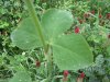 TRIFOLIUM  INCARNATUM  CRIMSON  CLOVER 01-08-2019 10-20-21.JPG