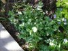 2 little ground cover perrennials in the border 001 (800x600).jpg