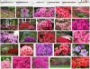 Azaleas.JPG