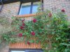 Red rose over kitchen window 25 may 2012 001 (1024x768).jpg
