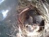 baby robins.jpg