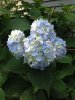 blue hydranga.jpg