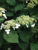 white velvet hydrangeas.jpg