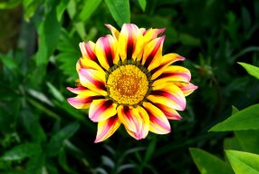 Gazania