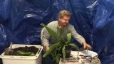 How to Repot an Epiphyllum - Part 2