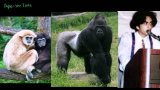 Ape Clarification