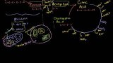 Krebs / Citric Acid Cycle