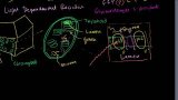 Photosynthesis: Light Reactions 1