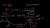 Photorespiration
