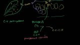 C-4 Photosynthesis
