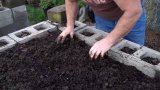 How to Plant Asparagus Biodynamic French Intensive Style 2-18-2010 See all six videos #5