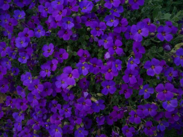 Aubretia