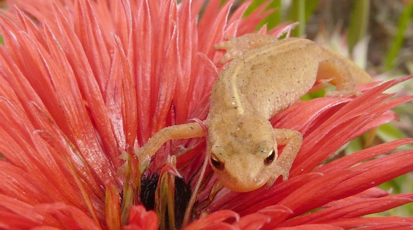 anemone triton i think  the english name is  newt?
on a anemone  x fulgens multipetala