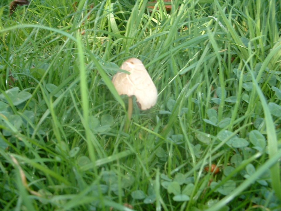 Some sort of Coprinus, haven't got my book handy